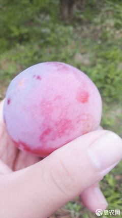 【農(nóng)人直供】酸甜可口，一口咬下當(dāng)季鮮！—— 原產(chǎn)地直發(fā)黃肉紅布林李子品鑒