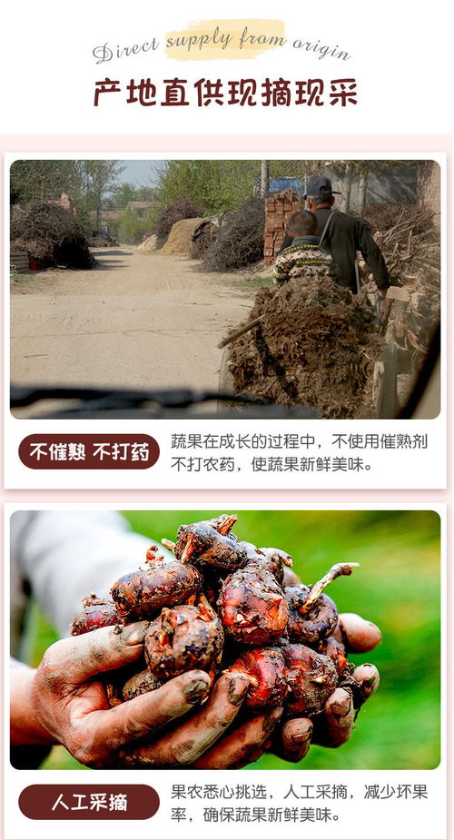 高原馬蹄脆甜，云南特產(chǎn)荸薺地梨的滋味與選購