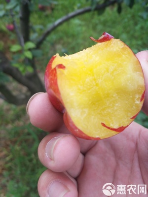 【農(nóng)人直供】源自原產(chǎn)地的酸甜饋贈(zèng) 當(dāng)季新鮮黃肉紅布林李子